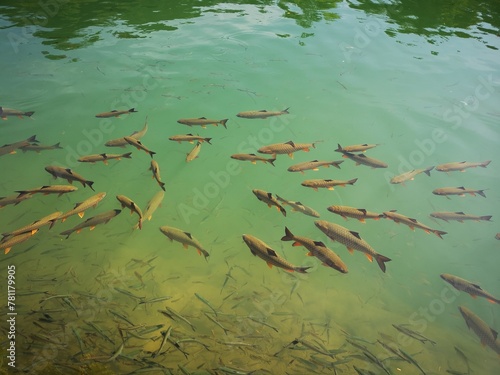 Group of fish swimming near the lake surface