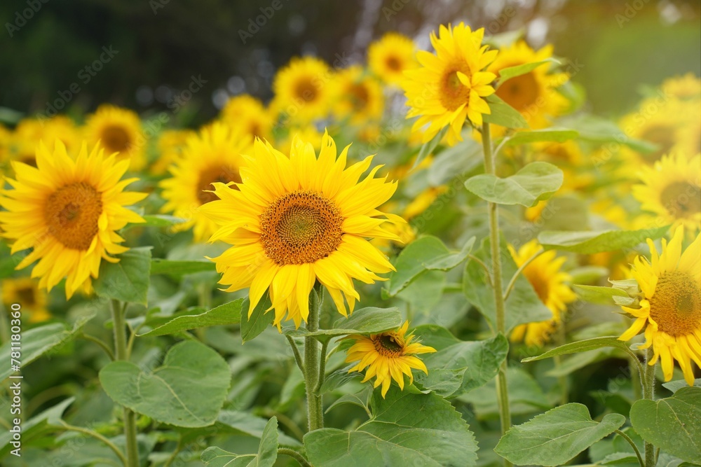 Selective focus of sunflowers field in the garden Selective focus of sunflowers field in the garden