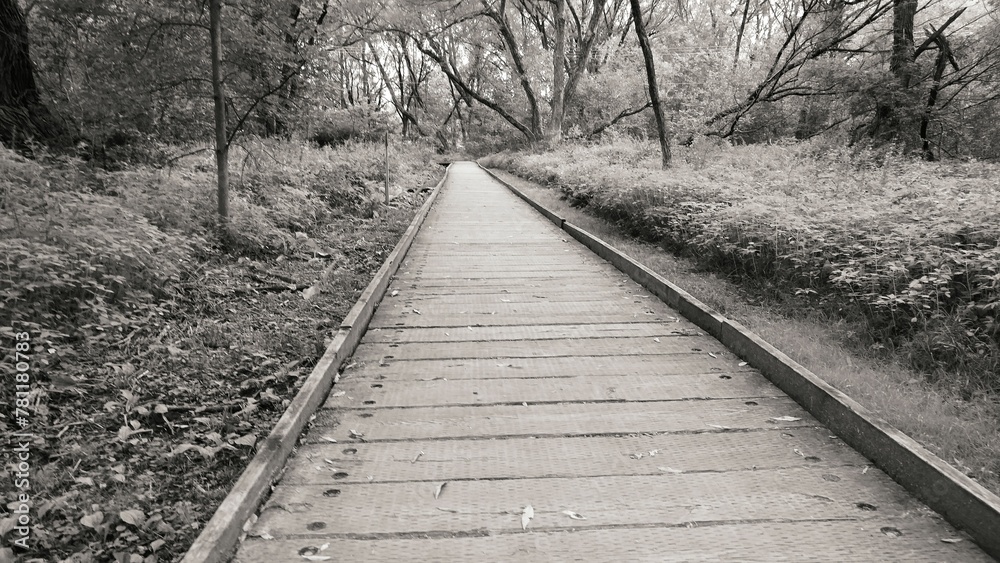 Grayscale shot of long walkway through a forest