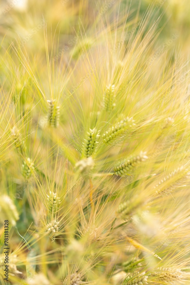 Closeup of Barley in a field