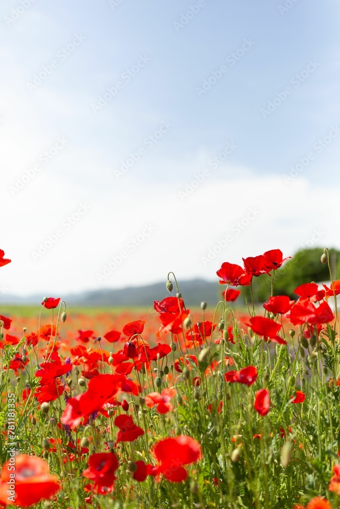 Naklejka premium Selective of red poppies in a field under the sunlight