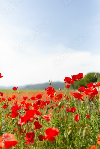 Selective of red poppies in a field under the sunlight