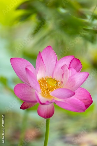 Closeup of blooming pink lotus in blurred background