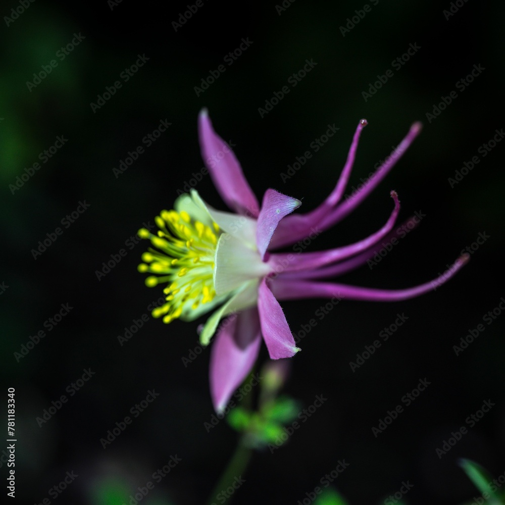 Close-up shot of a aquilegia flower growing in the garden Close-up shot of a aquilegia flower growing in the garden