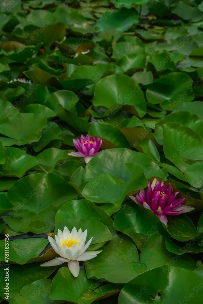 Vertical shot of lotus flowers in the pond Vertical shot of lotus flowers in the pond