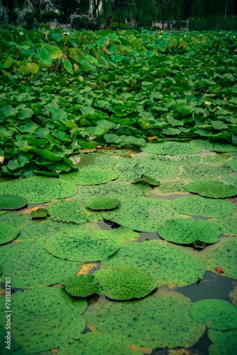 Green water lily pads in the pond