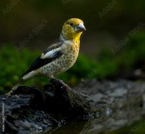 Closeup of Hawfinch bird standing on an old fallen tree, selective focus © Wirestock