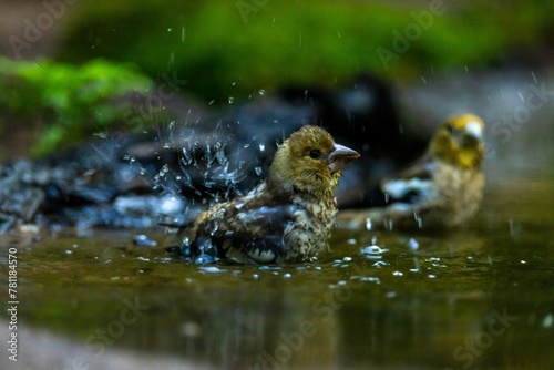 Hawfinch bird splashing water drops while taking a bath with another Hawfinch bird blurred