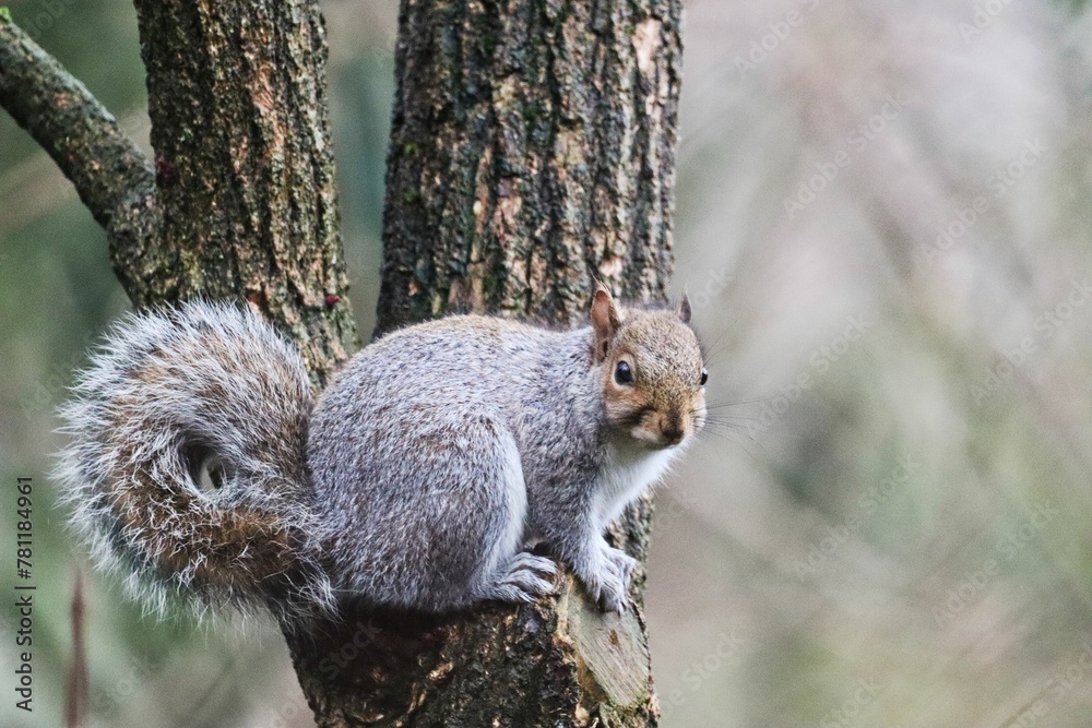Fototapeta premium Eastern grey squirrel on a tree.