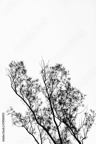 Vertical of a Coastal She-oak  Casuarina equisetifolia  against the sky in Bandung  in grayscale