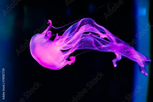 Closeup shot of a glowing purple jellyfish underwater