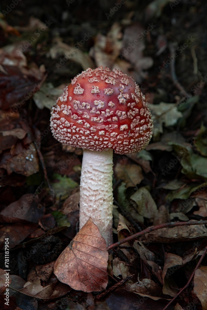 Closeup shot of a fly amanita mushroom growing among fallen autumn leaves in the woods Closeup shot of a fly amanita mushroom growing among fallen autumn leaves in the woods