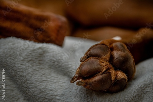 Closeup of a brown dog's paw on a gray blanket. Paw pads. photo