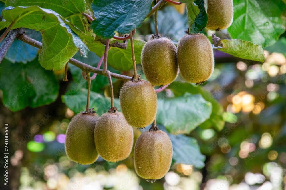 Kiwifruit on the vine ready for harvest. Kiwifruit on the vine ready for harvest.