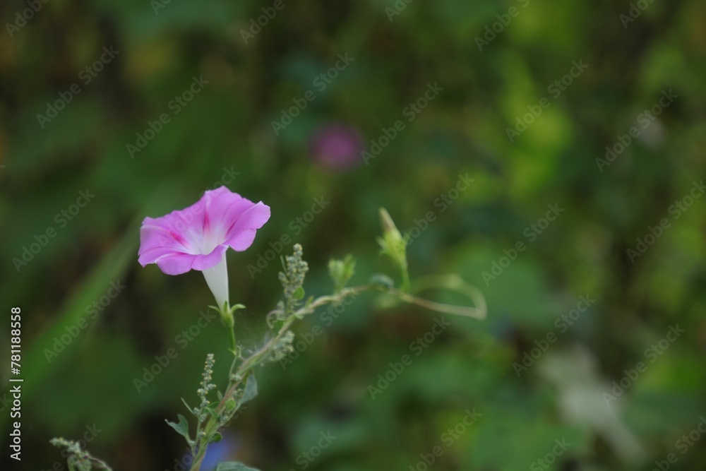 View of a beautiful Ipomoea flower growing in a garden on a blurred green background View of a beautiful Ipomoea flower growing in a garden on a blurred green background