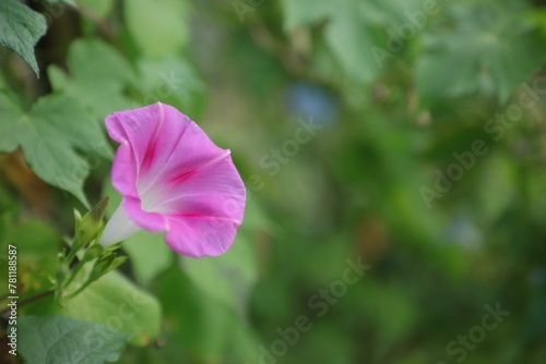 View of a beautiful Ipomoea flower growing in a garden on a blurred green background