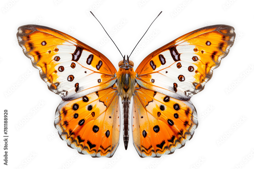 Beautiful Kaiser-i-Hind butterfly isolated on a white background with clipping path Beautiful Kaiser-i-Hind butterfly isolated on a white background with clipping path