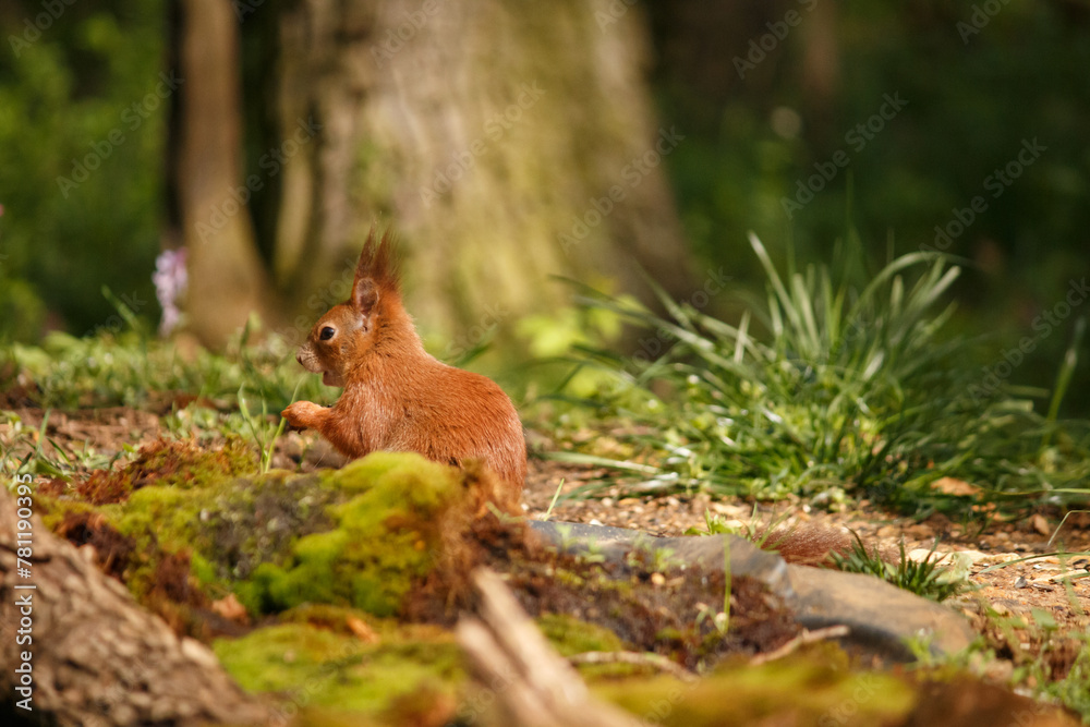 red squirrel in the forest red squirrel in the forest