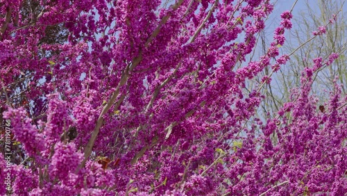 Purple cercis chinensis outdoors， Chinese redbud in spring garden.	 photo
