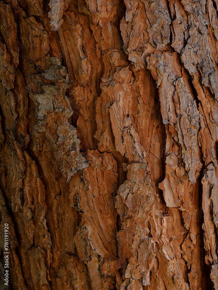 Tree Texture Background. Close up of bark of tree texture background. Old Wood texture background. Pine Tree Tree Texture Background. Close up of bark of tree texture background. Old Wood texture background. Pine Tree