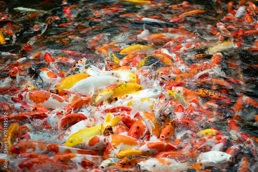 carp fish pond background, colorful background, Fancy carp carp fish pond background, colorful background, Fancy carp