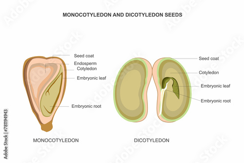 Comparing Monocotyledon and Dicotyledon Seeds. Contrasts in Germination. photo