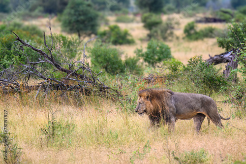 Dark colored back maned lion on patrol across the open grasslands