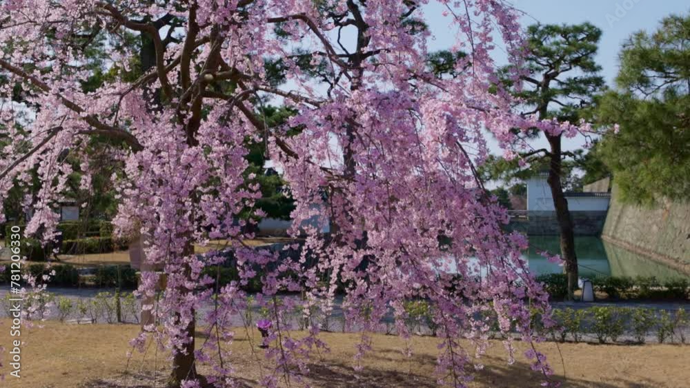 Sakura in full bloom in Kyoto, Japan, springtime cherry blossom in a Japanese traditional castle, tourism in Japan Sakura in full bloom in Kyoto, Japan, springtime cherry blossom in a Japanese traditional castle, tourism in Japan