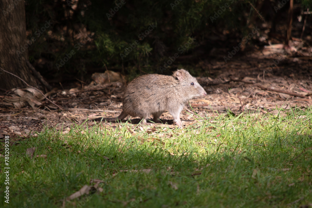 The Long-nosed Potoroo have a brown to grey upper body and paler underbody. They have a long nose that tapers with a small patch of skin extending from the snout to the nose. The Long-nosed Potoroo have a brown to grey upper body and paler underbody. They have a long nose that tapers with a small patch of skin extending from the snout to the nose.