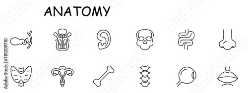 Organs set icon. Female reproductive organ, pelvis, skull, skeleton, bone, ear, intestinal tract, spine, vertebrae, eye, lips, mouth, nose, numbering. Self care concept. Vector line icon.