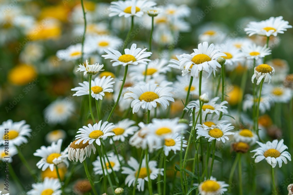 Fototapeta premium Closeup shot of a bunch of daisies in a green field