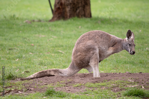 Females are smaller than males and are blue-grey with a brown tinge, pale grey below,