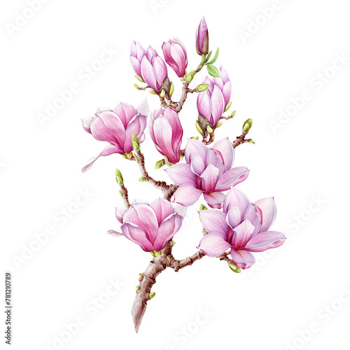 Magnolia branch with flowers watercolor illustration. Hand painted vintage style spring tender blossoms on the twig. Spring magnolia branch element on white background