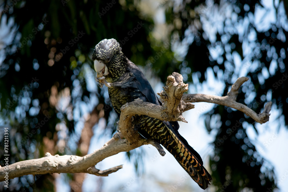 emales have yellow spots on the head, neck and wings, and orange-yellow barring on the breast and undertail. Both sexes have dark brown eyes and brown-grey .. emales have yellow spots on the head, neck and wings, and orange-yellow barring on the breast and undertail. Both sexes have dark brown eyes and brown-grey ..