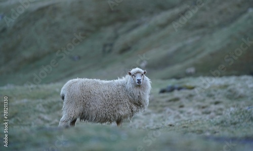 Fluffy dirty sheep grazing on a rural grassy valley