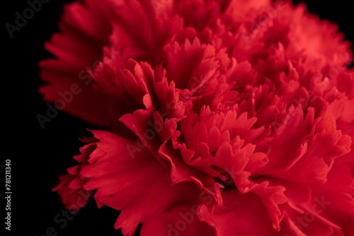 Closeup of a red flower on the black background
