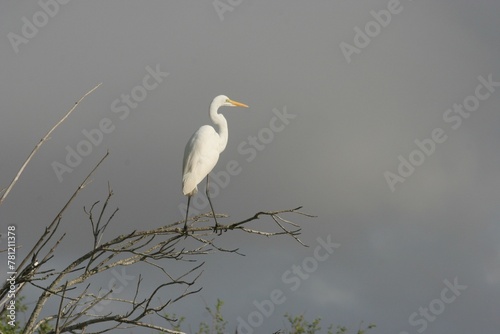 Beautiful shot of a great egret pixabay on a tree under the clouds
