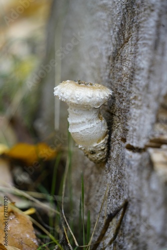 Vertical shot of a mushroom at a tree trunk with blurry background © Wirestock