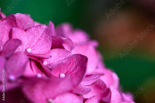 Close-up shot of a pink Hydrangea growing in a garden