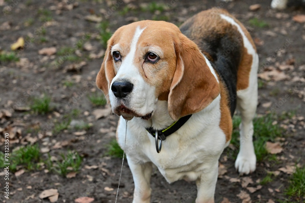 Close-up shot of a Beagle dog standing on a soil