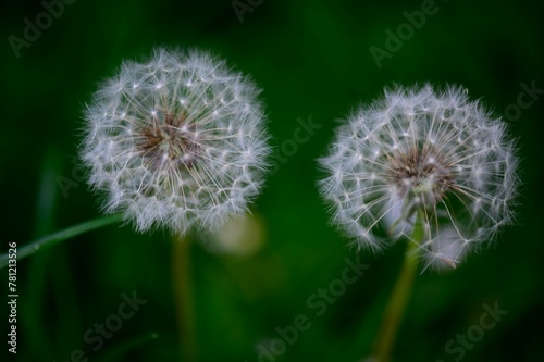 Close-up shot of Dandelions growing in a garden