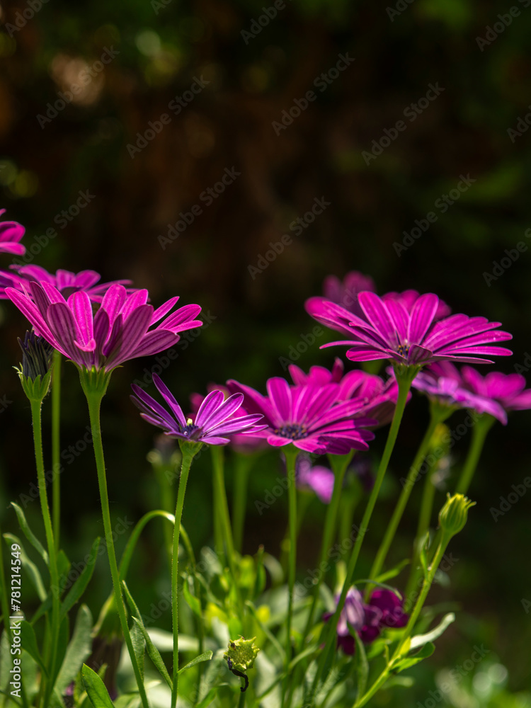 Osteospermum 'Soprano Purple', African Daisy Osteospermum 'Soprano Purple', African Daisy