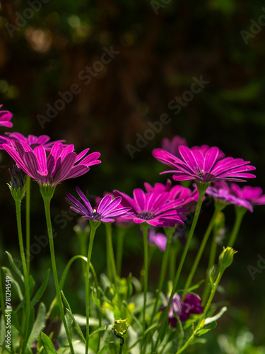 Osteospermum 'Soprano Purple', African Daisy