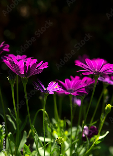 Osteospermum 'Soprano Purple', African Daisy