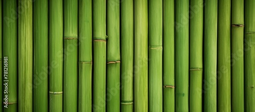 Bamboo plant close-up with lush green stems