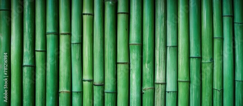 Bamboo Leaves Close-Up