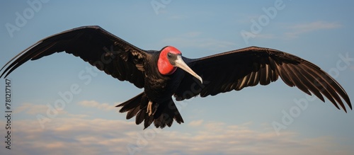Frigatebird soaring with wi...