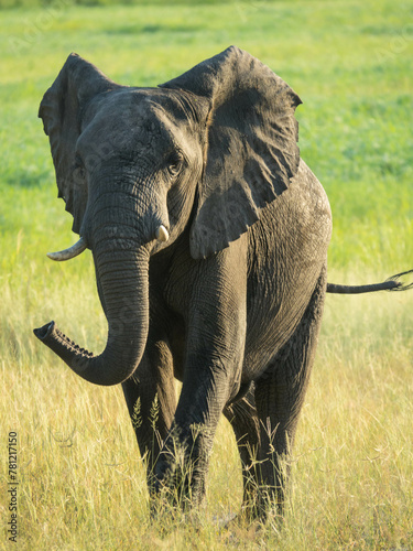 A single elephant walks in the savanna looking for food surrounded by green vegetation during the rainy season. Chobe National Park  Botswana  Africa