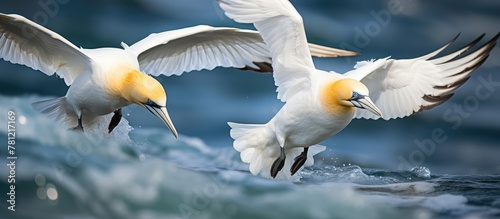 Two white birds with yellow beaks fly over the water