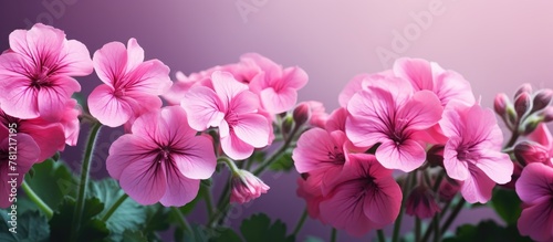 Pink flowers in vase with g...
